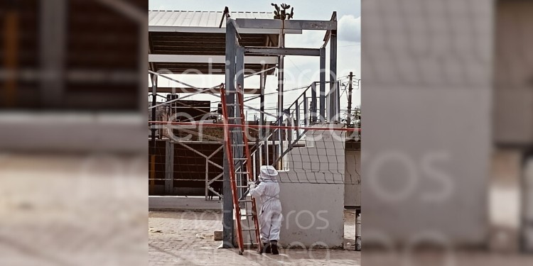 Abejas atacan a alumnos y maestros de escuela secundaria en León