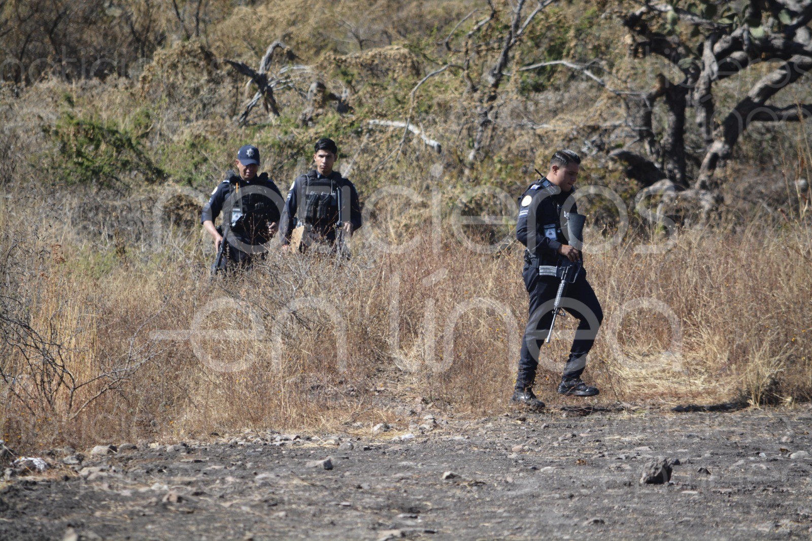 Perros desentierran un cráneo y varios huesos humanos en León