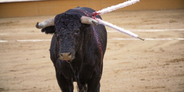 PRI se divide por iniciativa “Toros sin Sangre”; Morena perfila respaldo a la propuesta
