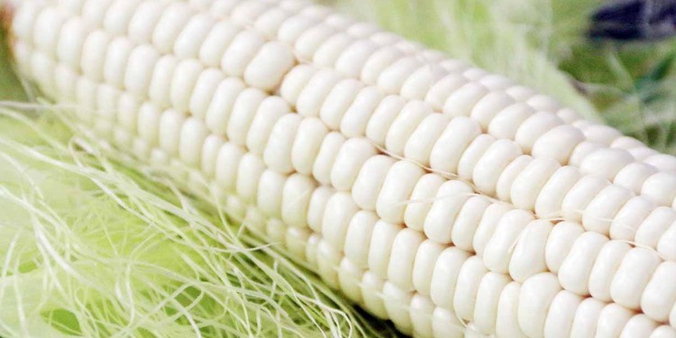 México enfrenta déficit en producción de maíz blanco en 2025, advierten tortilleros