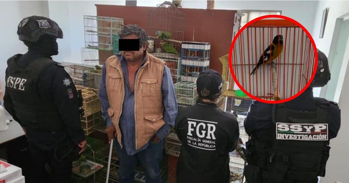 Detienen a traficante de aves en Celaya; le aseguraron 176 ejemplares