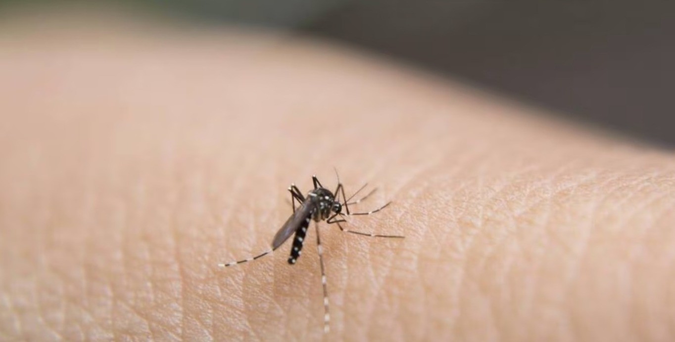 Confirman 4 casos de dengue en León; estas son las colonias con más casos