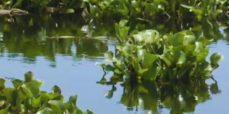 “El agua es vida”: comunidades luchan contra el lirio que amenaza la Presa Allende