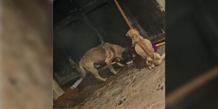 Investigan presunto maltrato de perros pug en León; solo entregaron uno