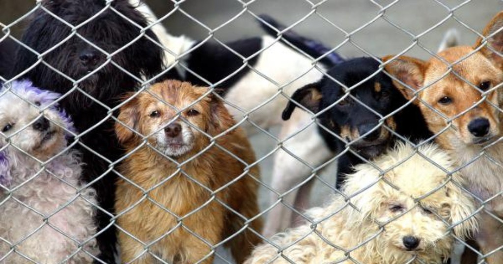 ¡Lomitos necesitan ayuda! Participa en el Croquetón 2025 en León