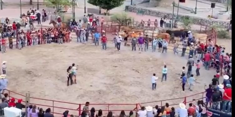 Atan pirotecnia a gatos en Xichú; autoridades investigan caso de crueldad animal