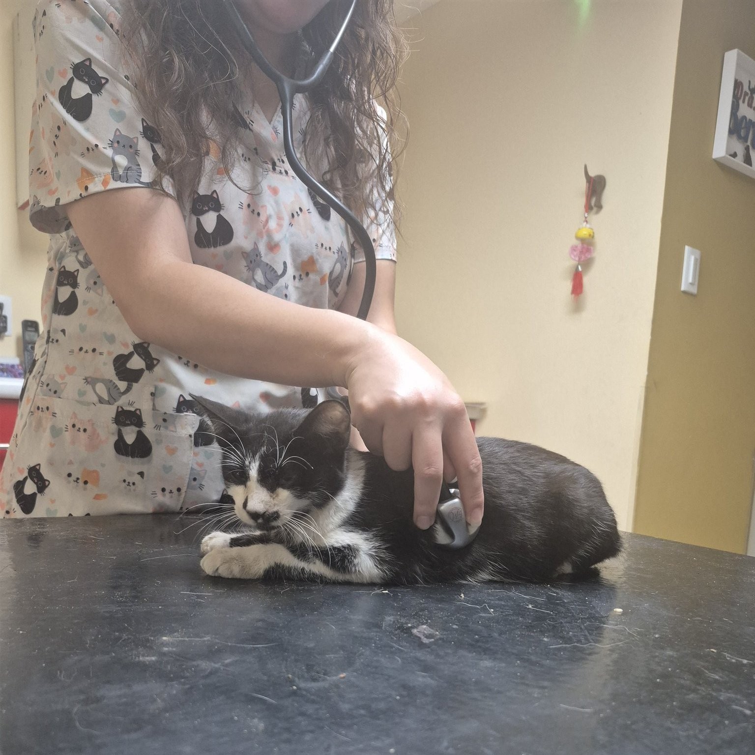 ¡Ya están a salvo! Llegan a León gatos maltratados con pirotecnia en Xichú