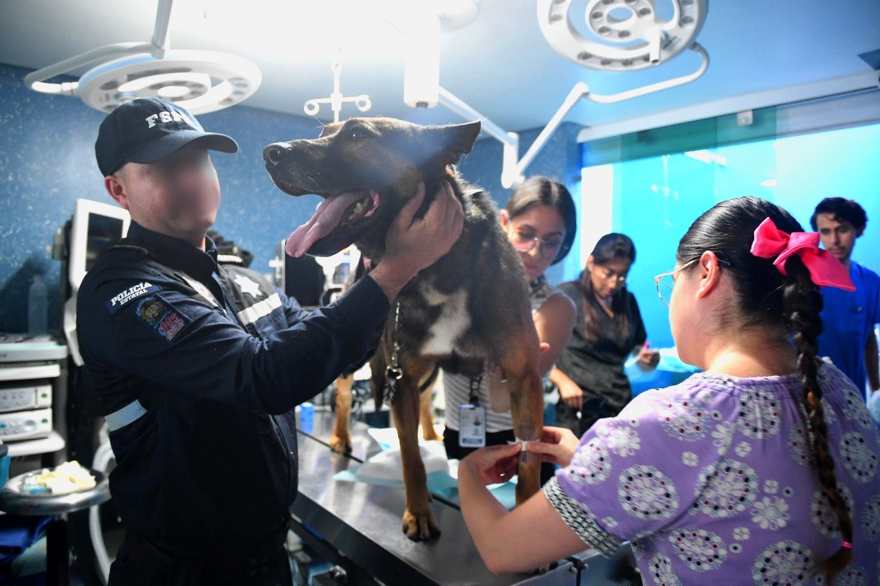 ¡Héroe de cuatro patas! Perro policía Figo dona sangre y salva la vida de otro lomito
