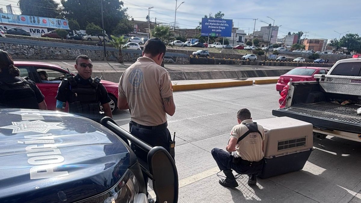 ¡Héroes sin capa! Salvan a perrito que cayó al Malecón Río en León