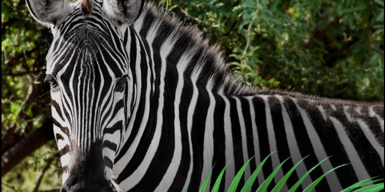 Mueren dos cebras jóvenes por virus en el safari del Zoológico de León