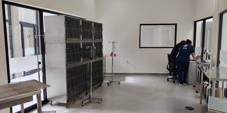 Nuevo hospital para mascotas de León atiende más de 380 consultas en su primer fin de semana