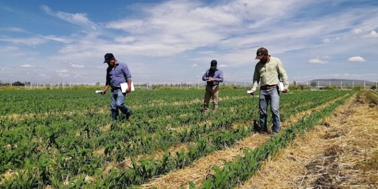 Diputado Alan Sahir logra avance clave para destrabar pagos a trigueros en Guanajuato
