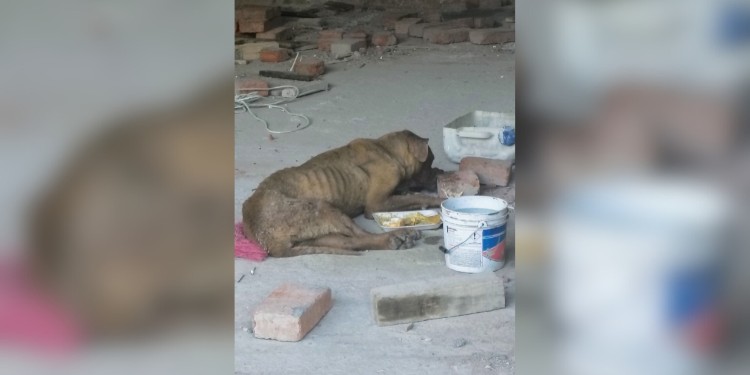 Denuncian abandono de perrito desnutrido en La Laborcita; sin respuesta de autoridades