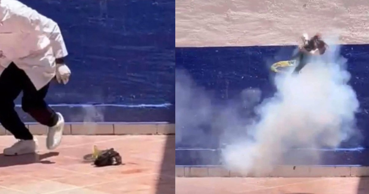 Fiscalía investiga maltrato con pirotecnia que causó la muerte de un gatito en Pénjamo