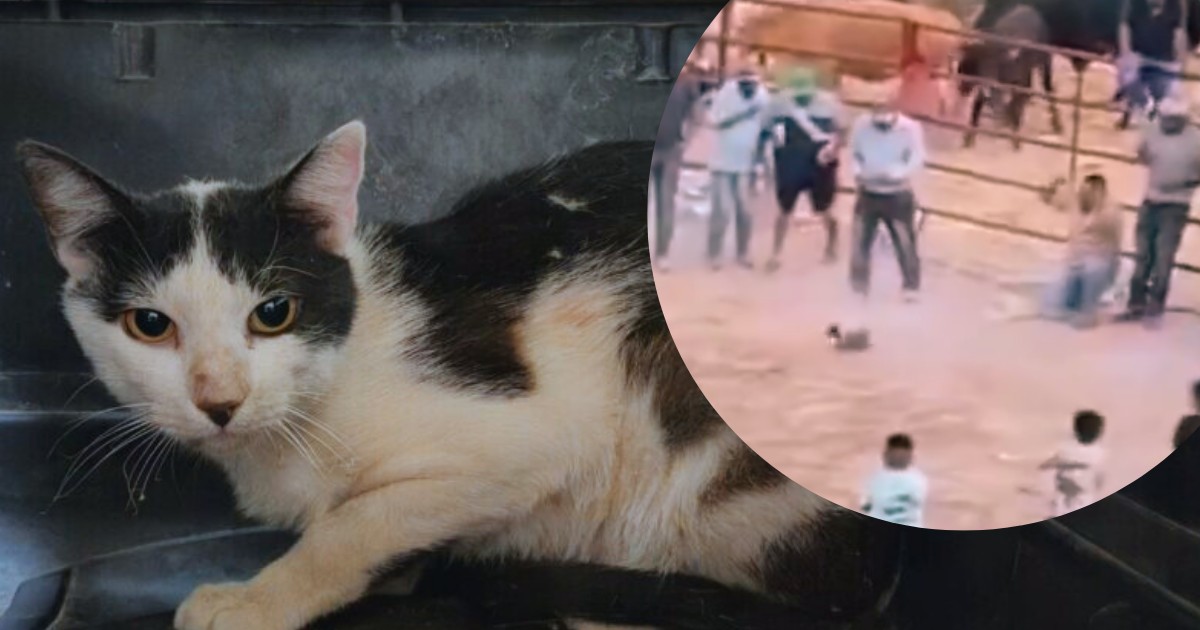 Vinculan a tres por tortura a gatos en rodeo de Xichú