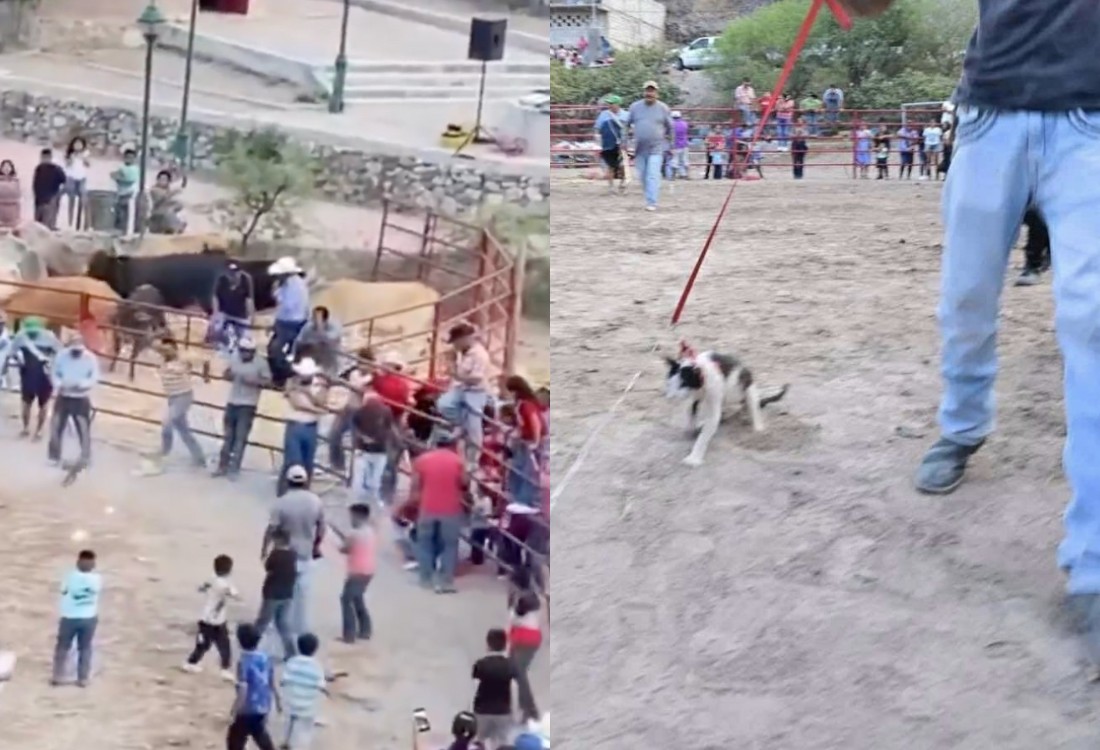 Crueldad animal en rodeo en Xichú