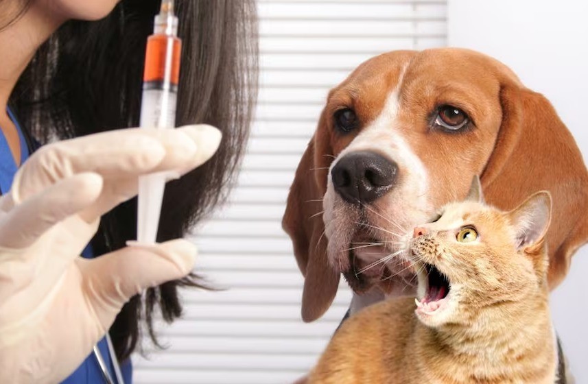 ¡Vacúnalos! Guanajuato lanza jornada antirrábica gratuita para proteger a perros y gatos