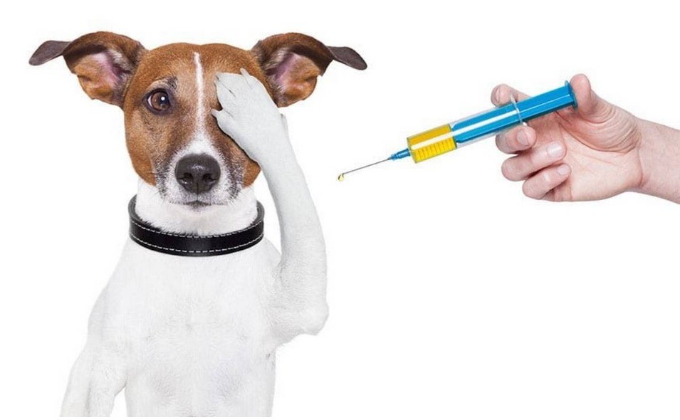 ¡Vacúnalos! Guanajuato lanza jornada antirrábica gratuita para proteger a perros y gatos ¡Vacúnalos! Guanajuato lanza jornada antirrábica gratuita para proteger a perros y gatos