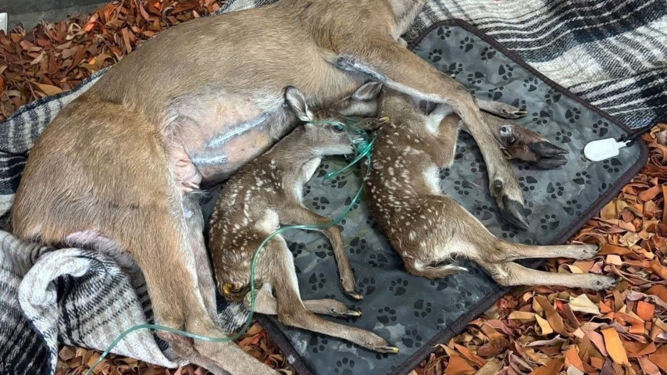 Venada rescatada en autopista León - Jalisco da a luz a dos crías tras cesárea
