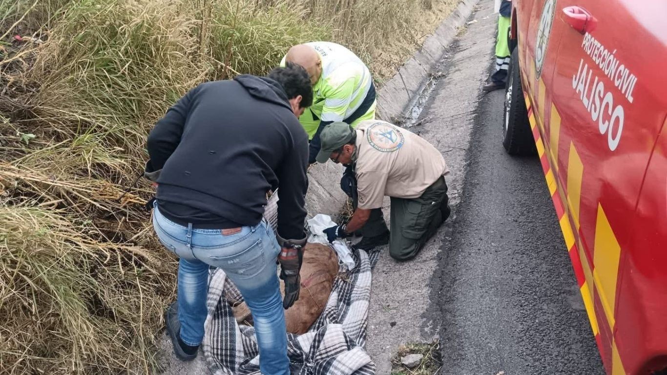 Venada rescatada en autopista León - Jalisco da a luz a dos crías tras cesárea