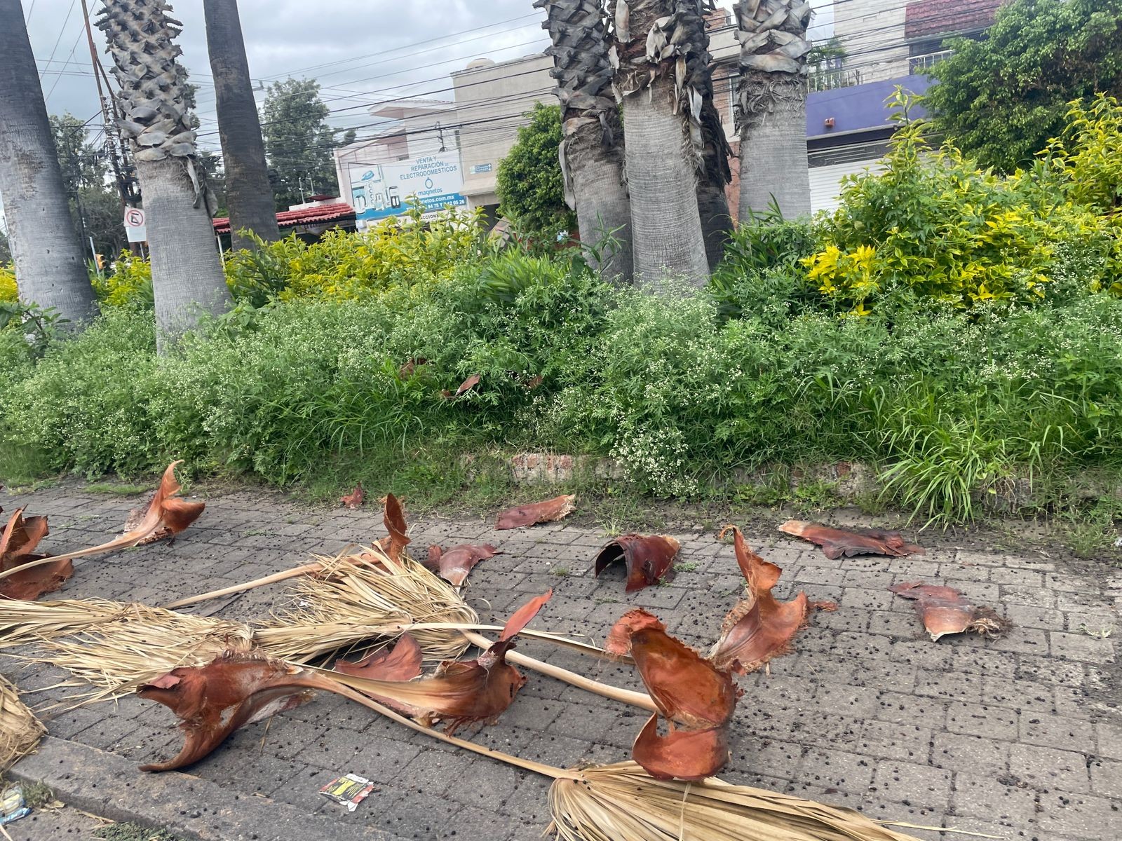 Hierbas y basura invaden el camellón de Calzada Tepeyac en León