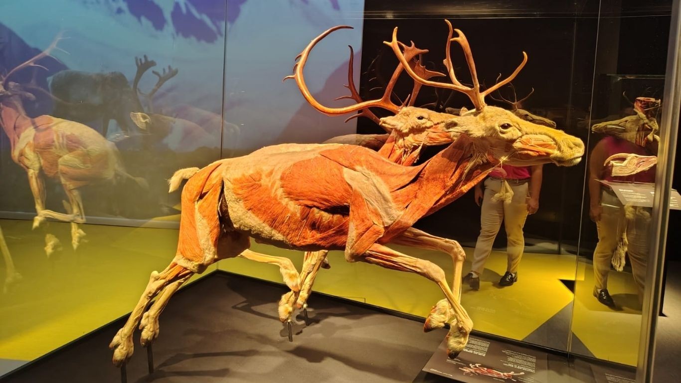 Exposición Body Worlds llega al Parque Explora de León con cuerpos reales plastinados