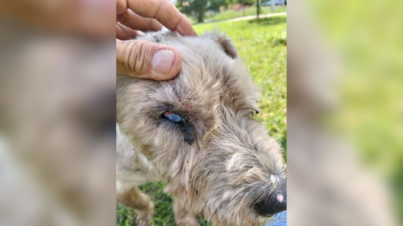 En León se registran 7 mil 500 denuncias por maltrato animal desde 2021