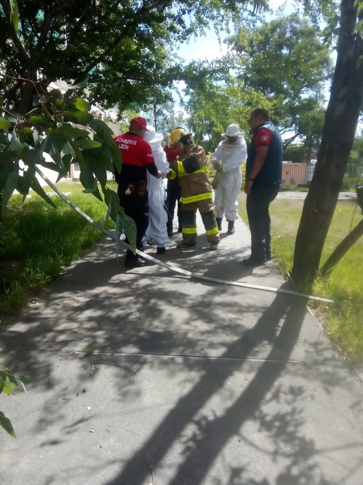 Evacuan a 630 niños en León por enjambre de abejas en escuela