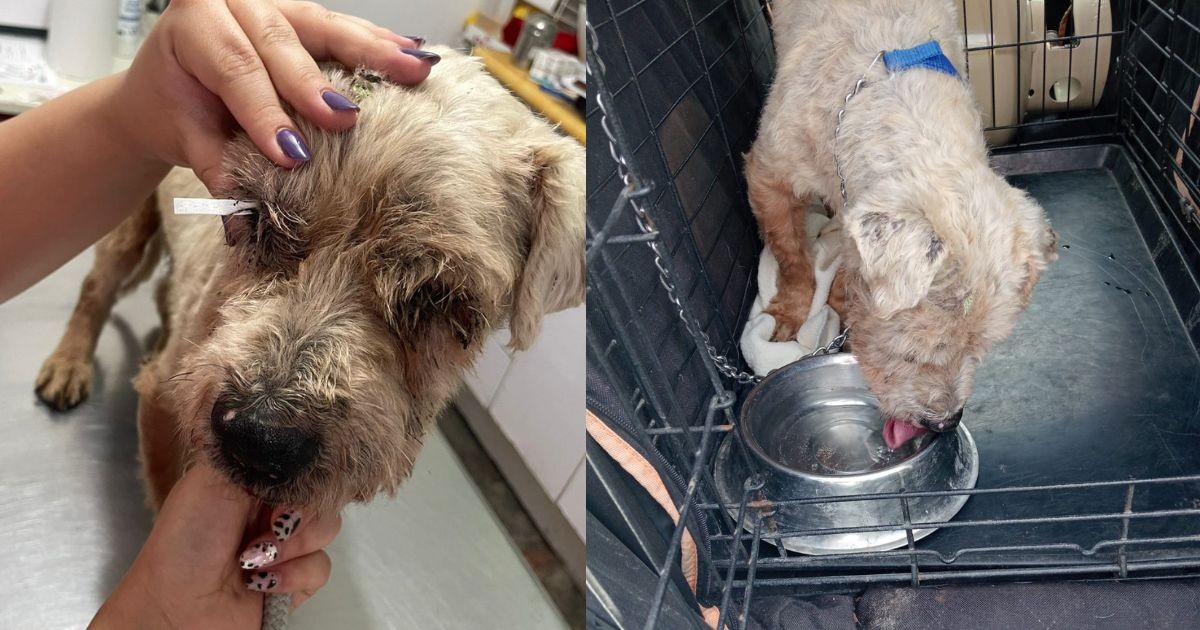 Rescatan perrito ciego y sordo en un parque de León; busca nueva familia Rescatan perrito ciego y sordo en un parque de León; busca nueva familia