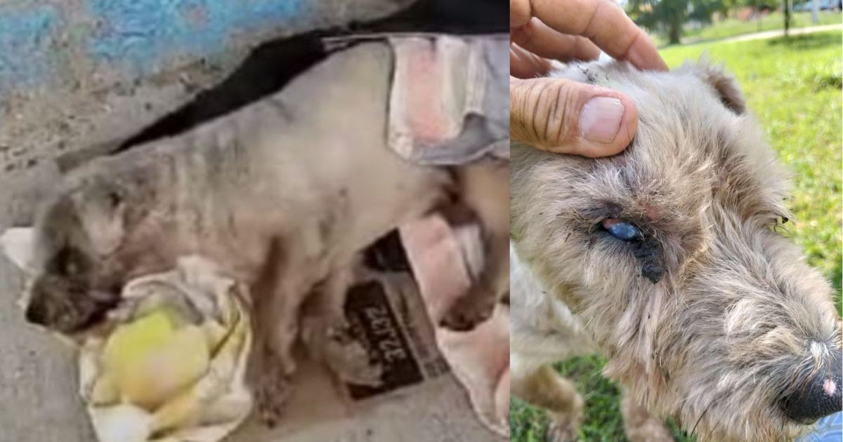 Rescatan perrito ciego y sordo en un parque de León; busca nueva familia