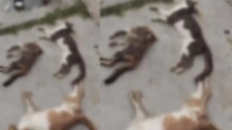 Envenenan perros y gatos en San José de Iturbide; Fiscalía ya investiga el caso