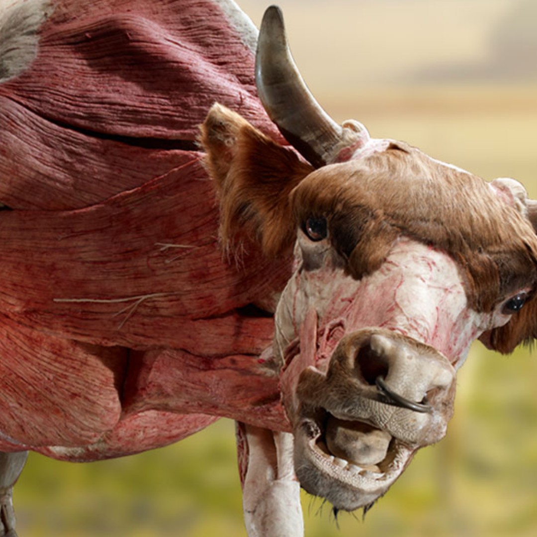 bodyworlds.com bodyworlds.com