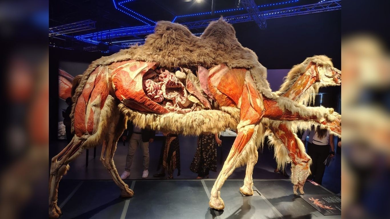 ¿Cuánto cuesta visitar la exposición de anatomía animal “Body Worlds“ en León?