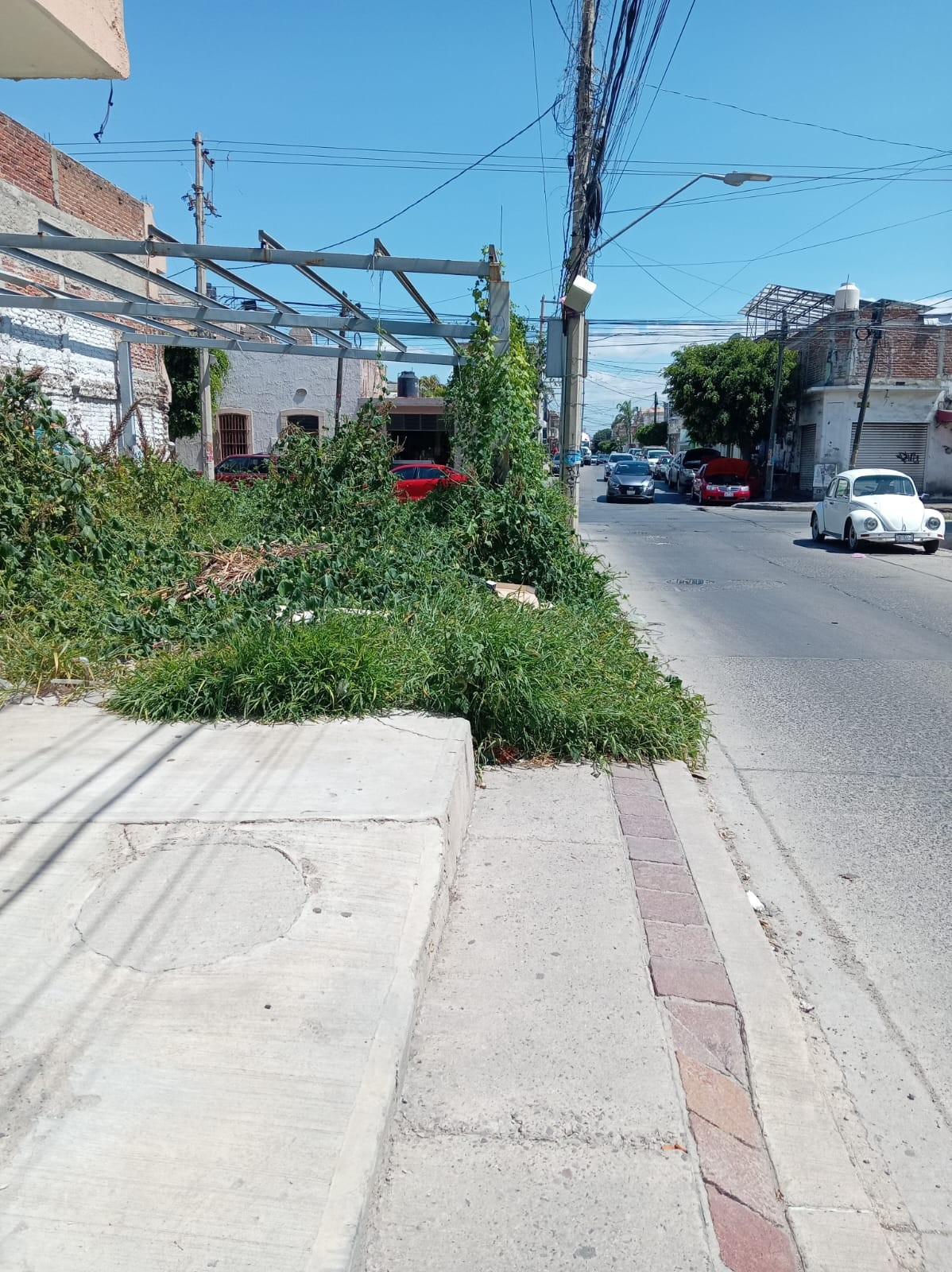 Vecinos de San Miguel exigen limpiar lote abandonado; la hierba invade las banquetas y temen por el dengue