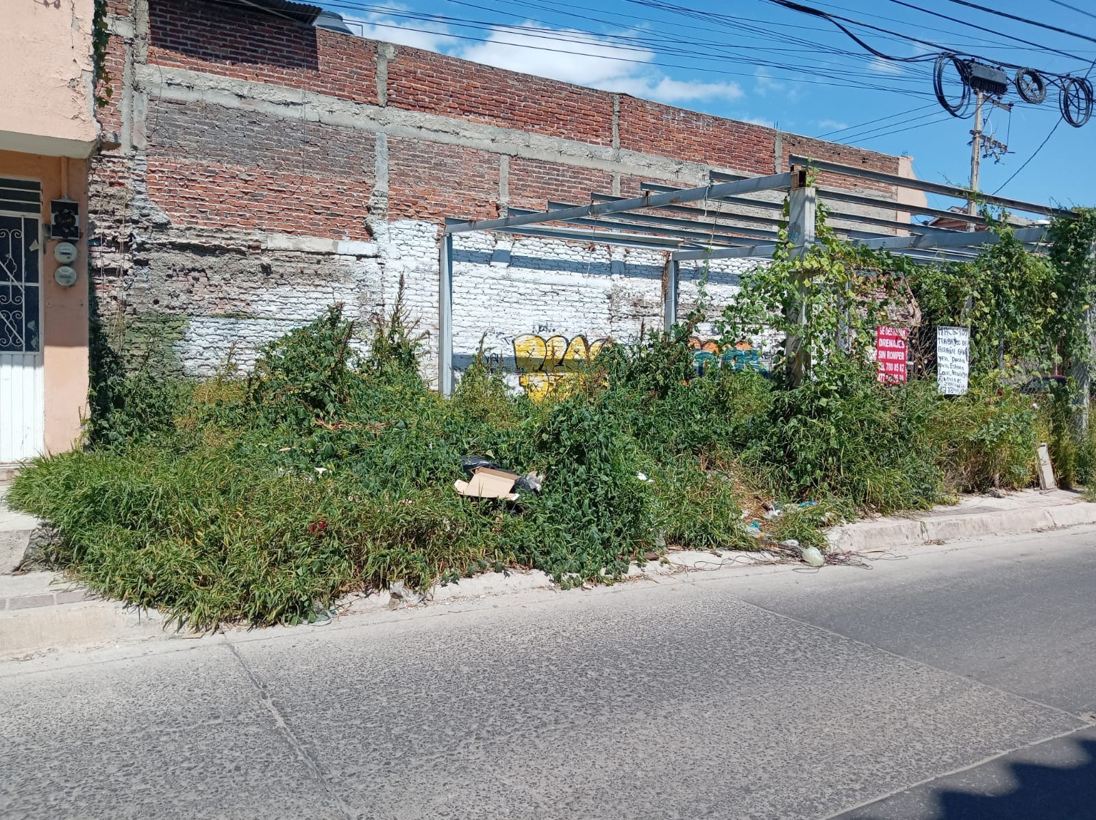 Vecinos de San Miguel exigen limpiar lote abandonado; la hierba invade las banquetas y temen por el dengue