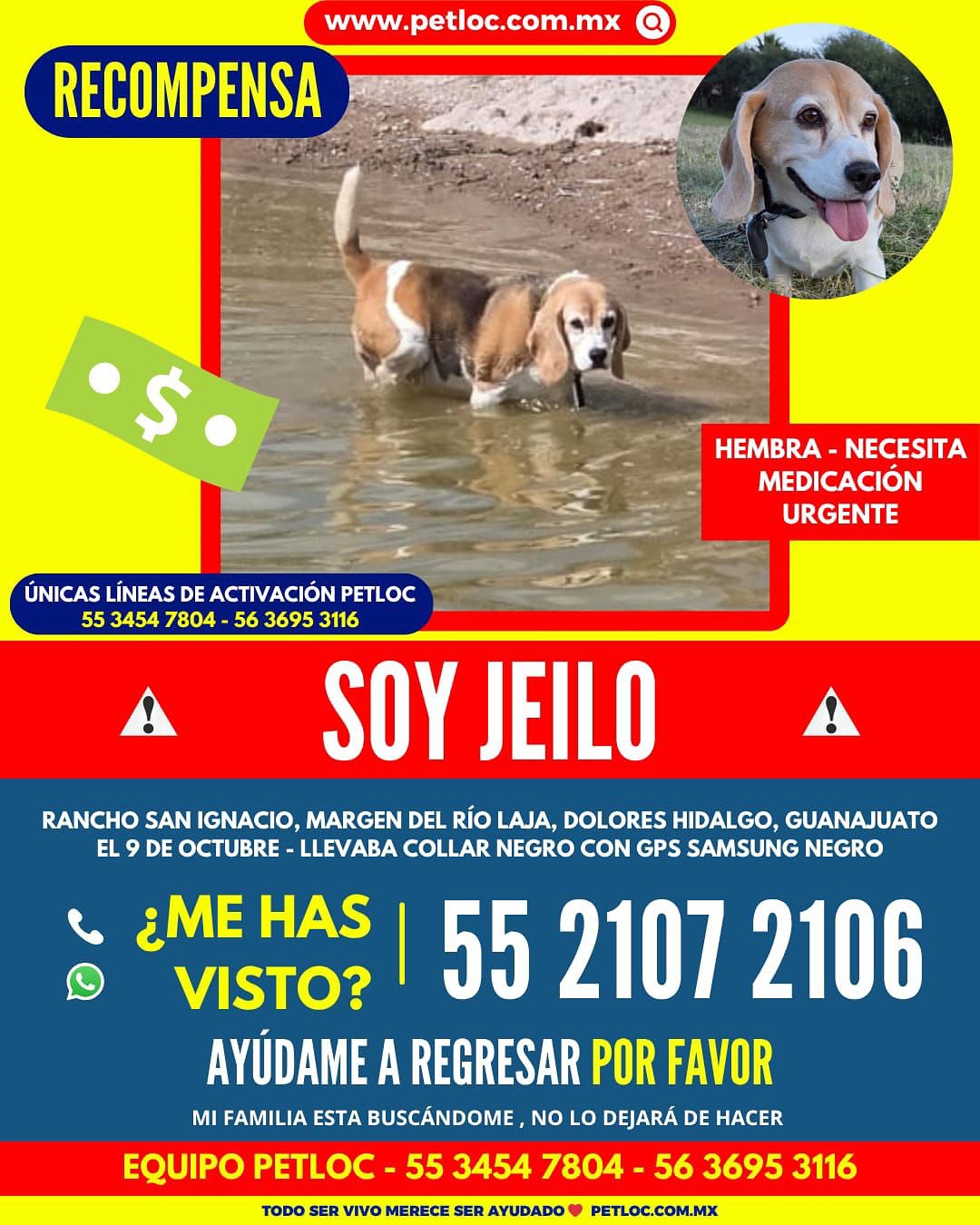 Aaron Ramsey ofrece recompensa por su perrito perdido en San Miguel de Allende