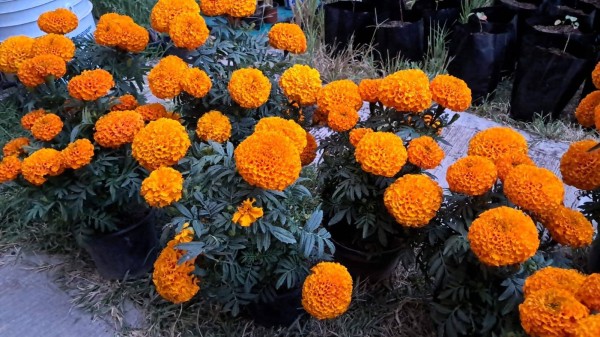 Cambia residuos reciclables por flores de cempasúchil en León: fechas, horarios y puntos de canje
