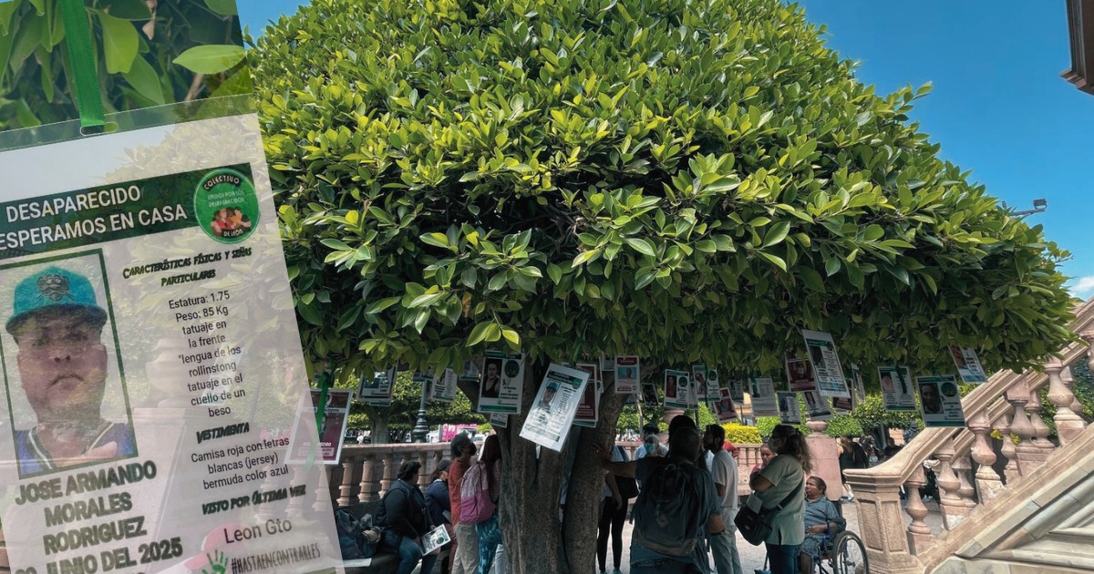 Buscadoras vuelven a colgar fichas de búsqueda “robadas” en el “Árbol de la Memoria” y piden empatía
