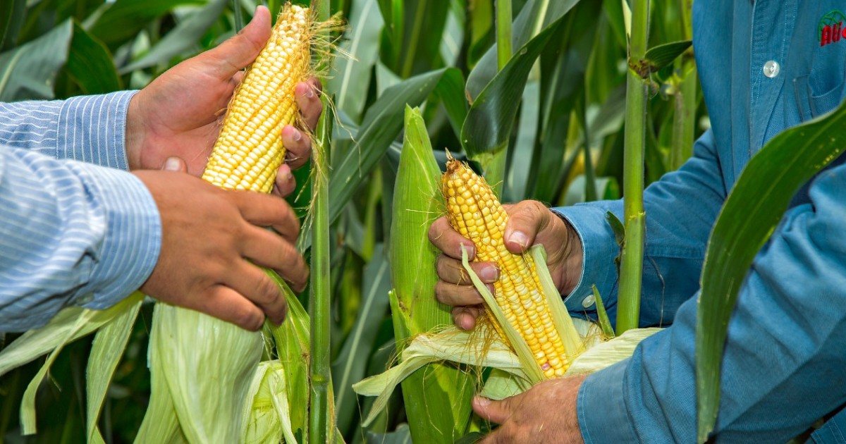Gobierno Federal definirán precio del maíz y sorgo para agricultores