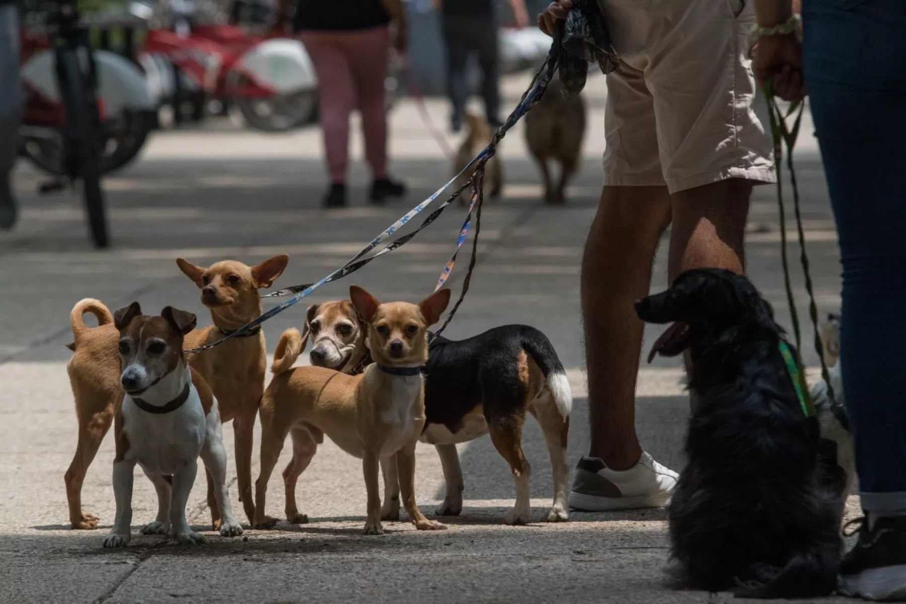 CDMX prohíbe negar renta o venta de vivienda a personas con hijos o mascotas