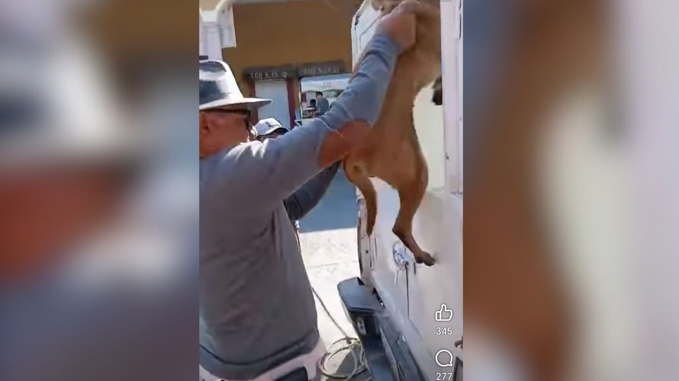 Investigan maltrato animal en Cortazar tras video de trabajadores de la perrera golpeando perros Investigan maltrato animal en Cortazar tras video de trabajadores de la perrera golpeando perros