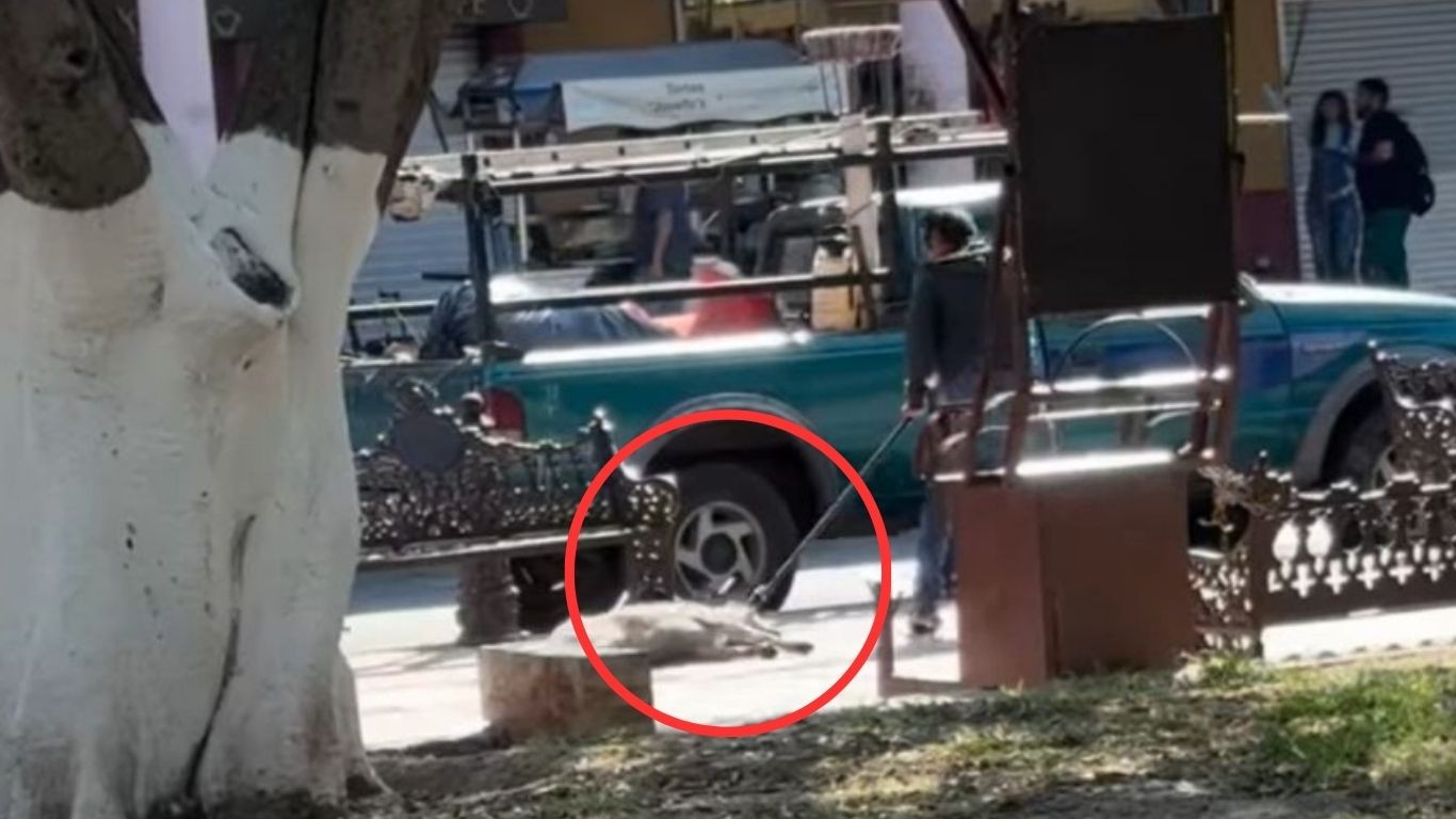 Investigan maltrato animal en Cortazar tras video de trabajadores de la perrera golpeando perros