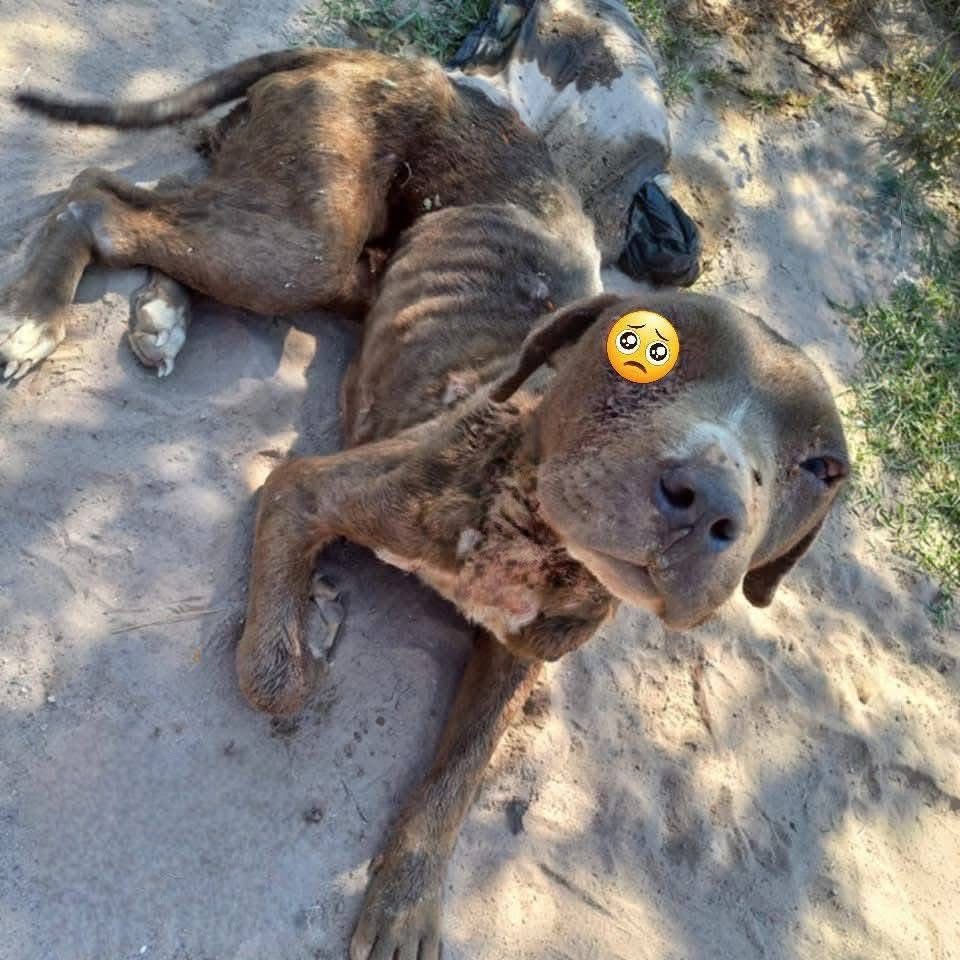 Activistas rescatan a “Muñeca”, perrita que iba a ser abandonada en León Activistas rescatan a “Muñeca”, perrita que iba a ser abandonada en León