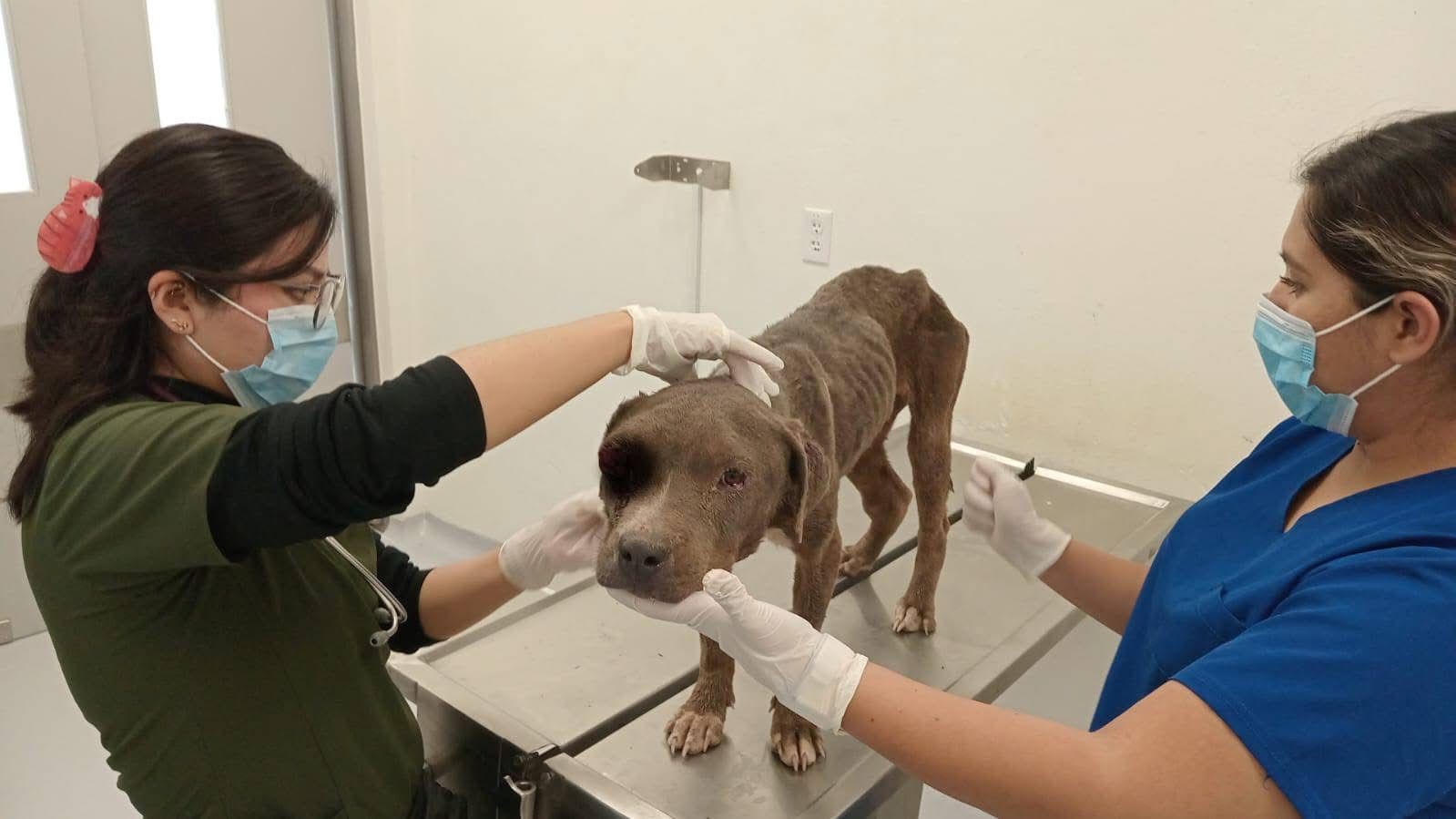 Activistas rescatan a “Muñeca”, perrita que iba a ser abandonada en León
