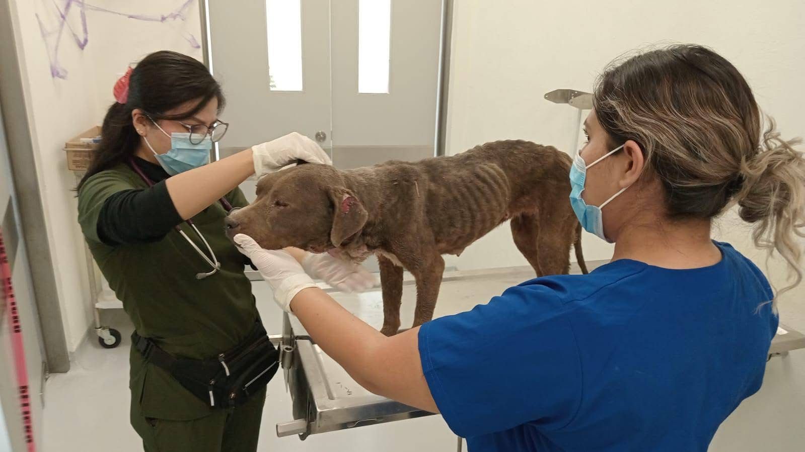 Activistas rescatan a “Muñeca”, perrita que iba a ser abandonada en León Activistas rescatan a “Muñeca”, perrita que iba a ser abandonada en León