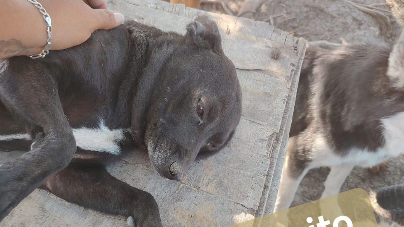 Envenenan a seis perritos de Casa Hogar Goyito tras recibir donación de croquetas contaminadas