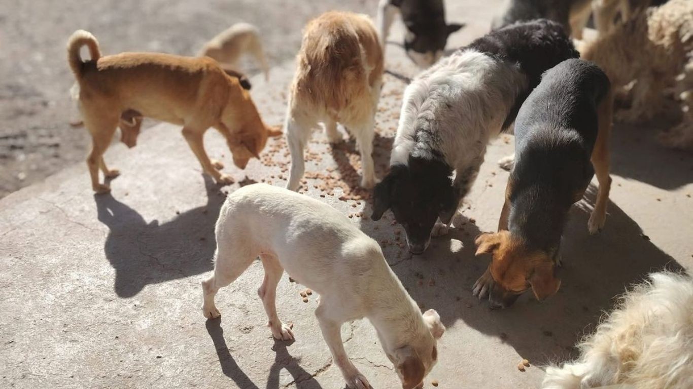 Envenenan a seis perritos de Casa Hogar Goyito tras recibir donación de croquetas contaminadas