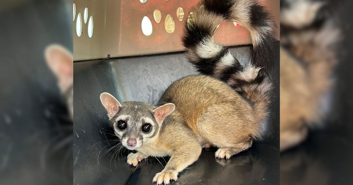 Rescatan a pequeño cacomixtle perdido en un fraccionamiento de León