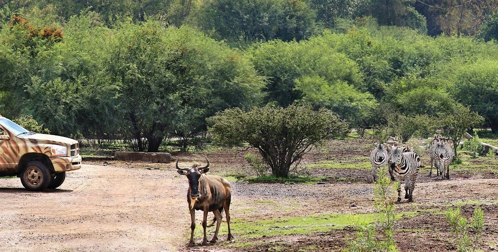 Sospechas de sabotaje en el Zoológico de León: no solo borregos, más especies han sido víctimas