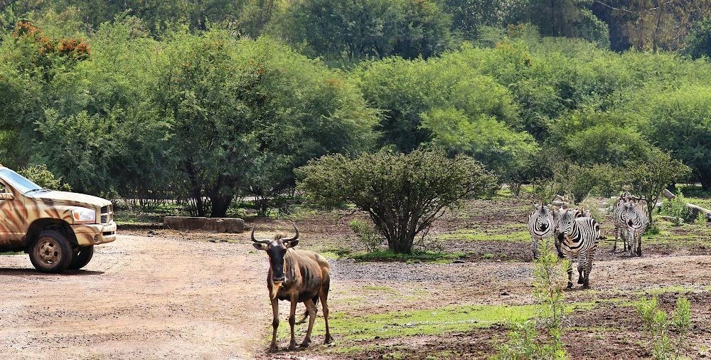 Policía Municipal asume la seguridad del Zoológico de León tras sospechas de sabotaje